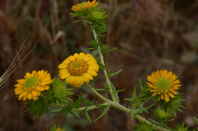 Sivun Centromadia pungens subsp. laevis (D. D. Keck) B. G. Baldwin kuva