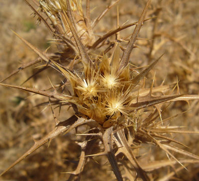 Image of woolly distaff thistle