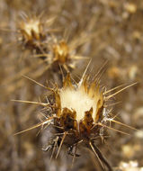 Image of Maltese star-thistle