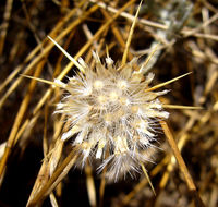 Image of yellow star-thistle