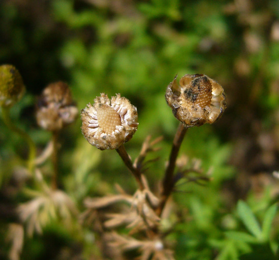 Image of disc mayweed