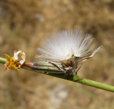 Chondrilla juncea L. resmi