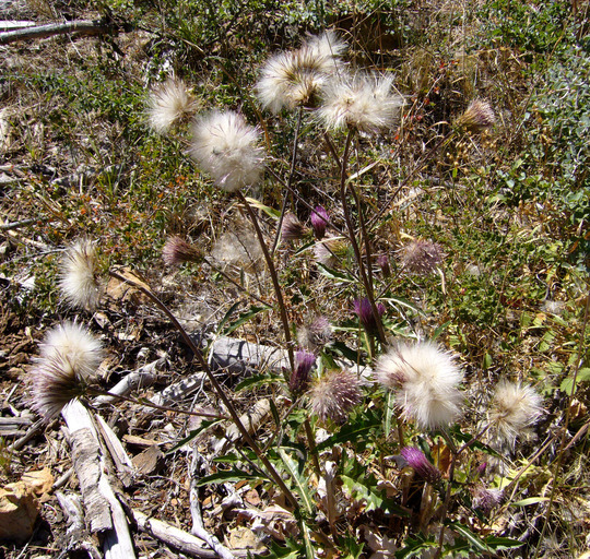 Image of rose thistle