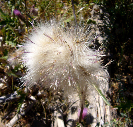 Image of rose thistle