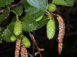 Image of Black birch