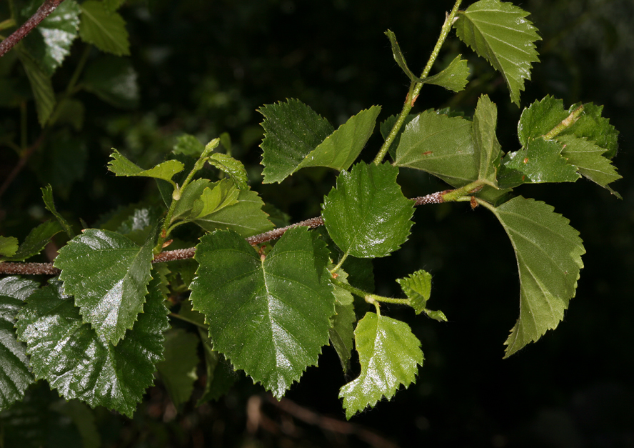 Image of Black birch