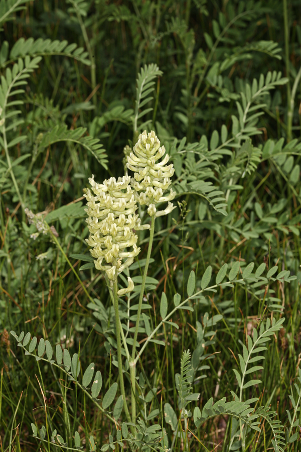 Plancia ëd Astragalus canadensis L.