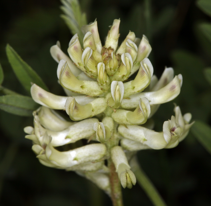 Plancia ëd Astragalus canadensis L.