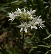 Image of twincrest onion