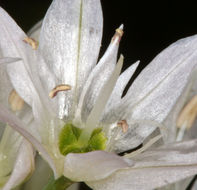 Image of twincrest onion