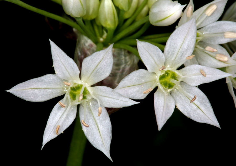 Image of twincrest onion