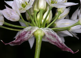 Image of twincrest onion