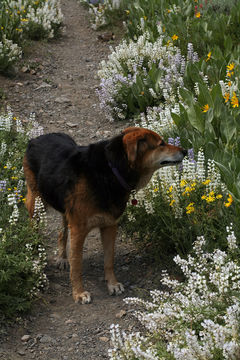 Image of Lupinus argenteus var. heteranthus (S. Watson) Barneby