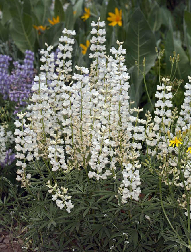 Sivun Lupinus argenteus var. heteranthus (S. Watson) Barneby kuva