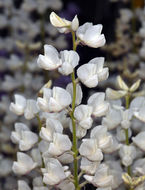 Sivun Lupinus argenteus var. heteranthus (S. Watson) Barneby kuva