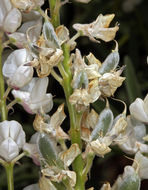 Sivun Lupinus argenteus var. heteranthus (S. Watson) Barneby kuva