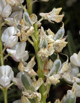 Plancia ëd Lupinus argenteus var. heteranthus (S. Watson) Barneby