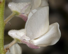 Sivun Lupinus argenteus var. heteranthus (S. Watson) Barneby kuva