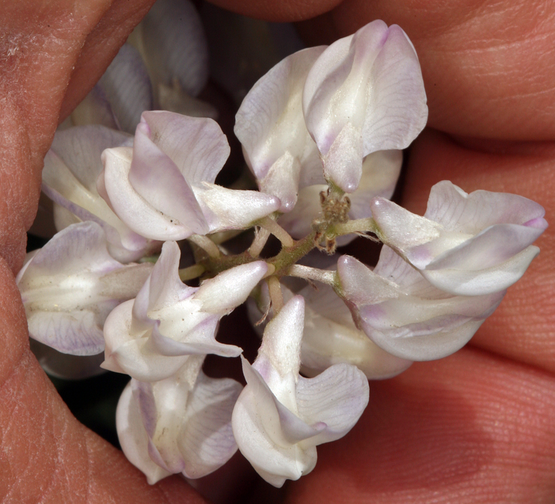 Sivun Lupinus argenteus var. heteranthus (S. Watson) Barneby kuva