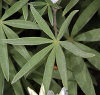 Sivun Lupinus argenteus var. heteranthus (S. Watson) Barneby kuva