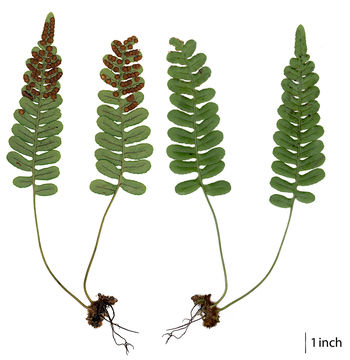 Polypodium amorphum Suksdorf的圖片