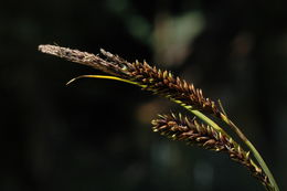 Image of Northwestern Showy Sedge