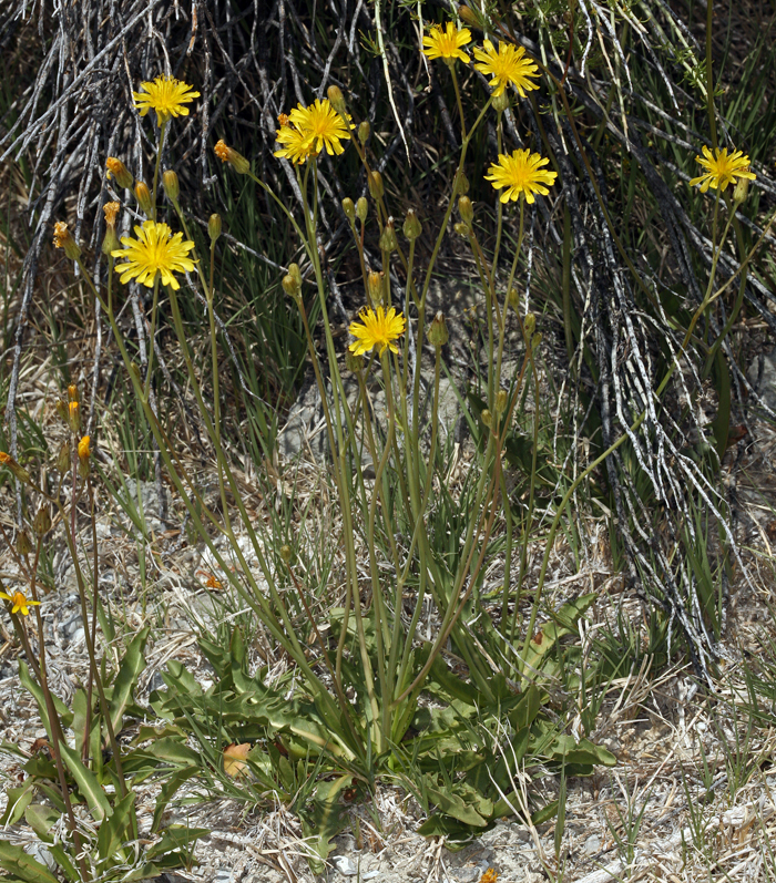 Image de Crepis runcinata subsp. hallii Babc. & Stebbins