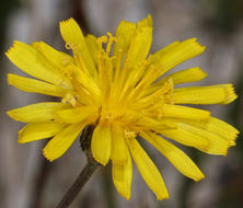 Image de Crepis runcinata subsp. hallii Babc. & Stebbins