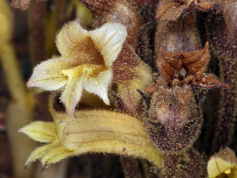 Image of <i>Orobanche corymbosa</i>