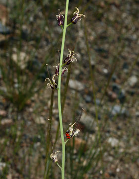 Image of hairy wild cabbage