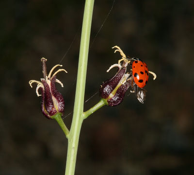 Image of hairy wild cabbage