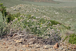 Image of branching phacelia