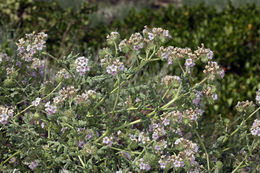 Image of branching phacelia