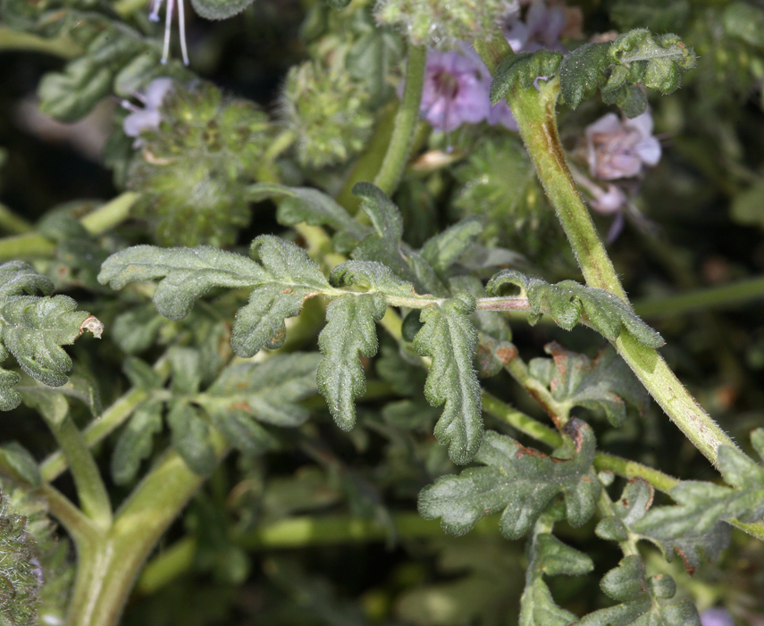 Image of branching phacelia