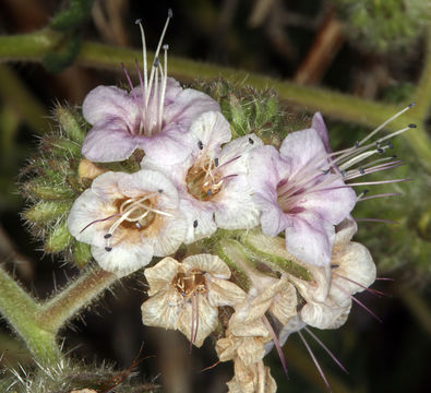 Image of branching phacelia