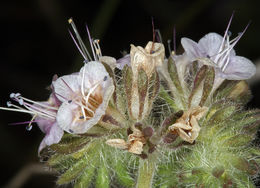 Image of branching phacelia