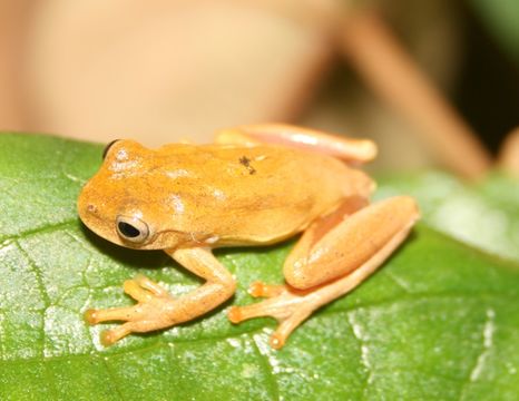 Image of Lesser Treefrog
