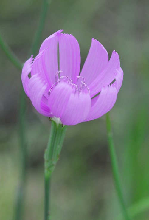 صورة Lygodesmia texana (Torr. & A. Gray) Greene ex Small