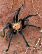 Image de Aphonopelma