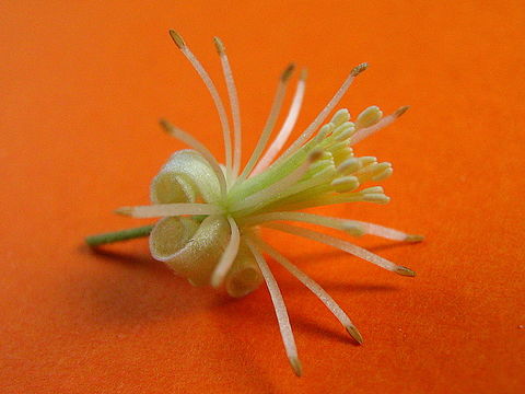 Image of Clematis brasiliana DC.