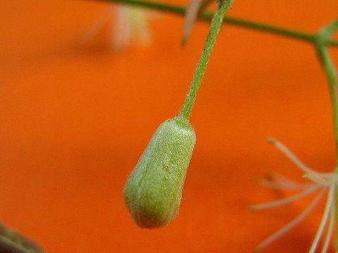 Image of Clematis brasiliana DC.