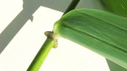Image of Parodiolyra micrantha (Kunth) Davidse & Zuloaga