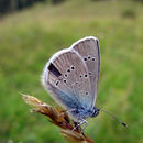 صورة Cyaniris