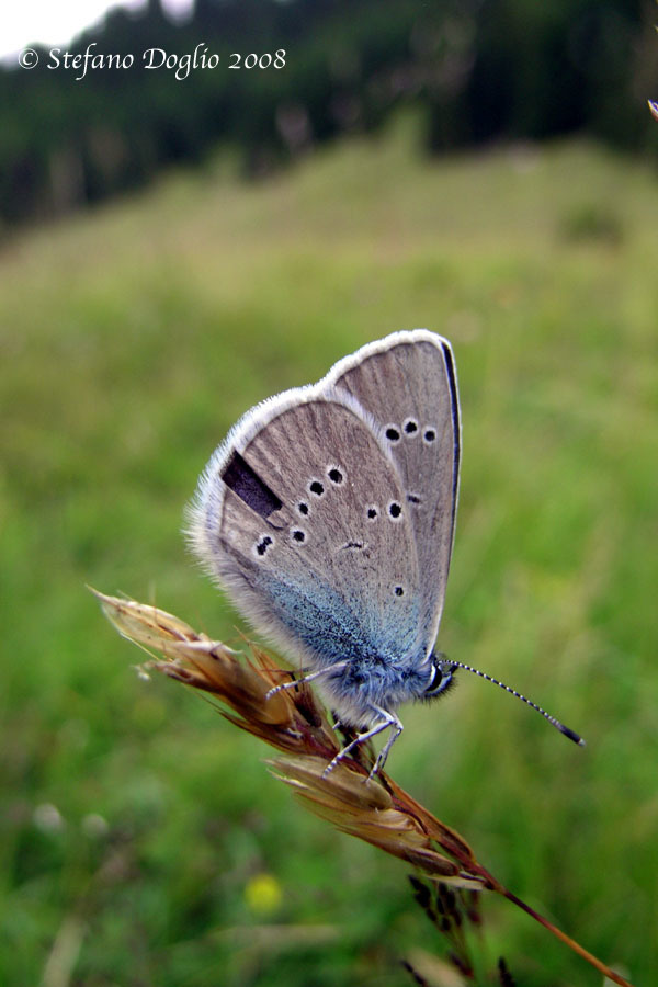 Image of Cyaniris semiargus (Rottemburg 1775)