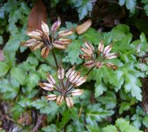 Image of Oregon goldthread