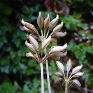 Image of Oregon goldthread