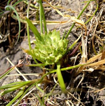 Image of San Diego pepperweed