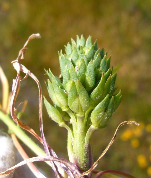 Image of San Diego pepperweed