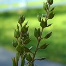 Imagem de Lepidium oxycarpum Torr. & A. Gray