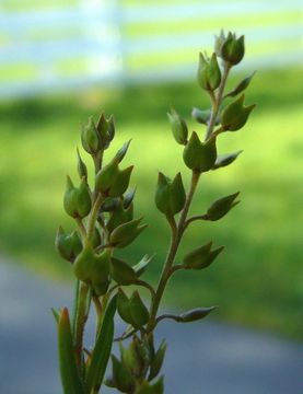 صورة Lepidium oxycarpum Torr. & A. Gray